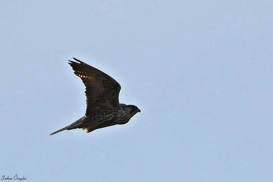 Saker Falcon