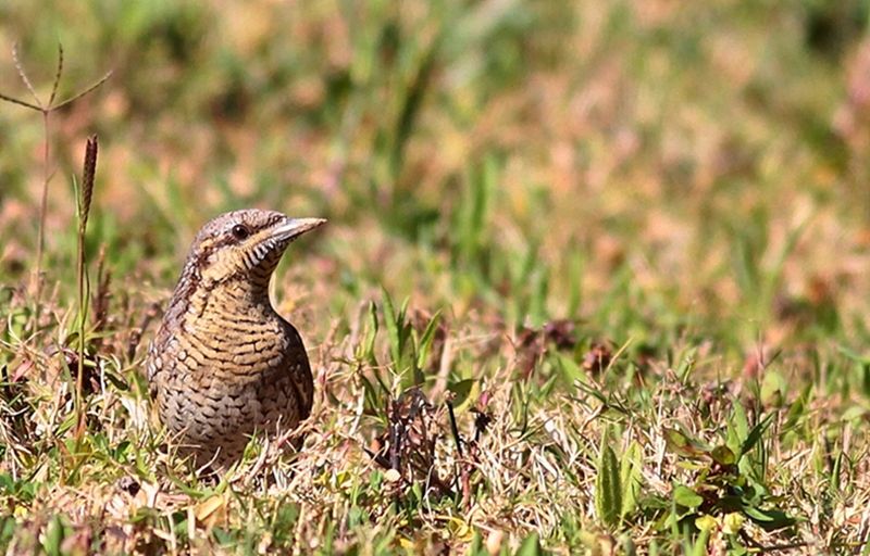Eurasian Wryneck