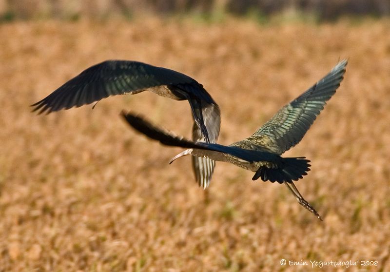 Glossy Ibis
