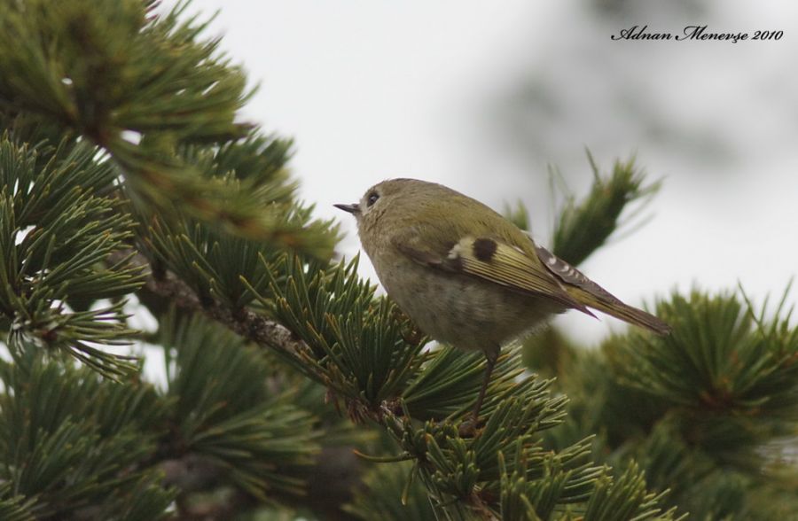 Goldcrest