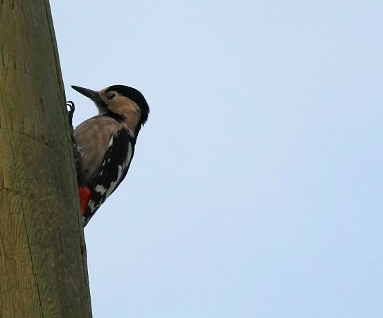 Syrian Woodpecker