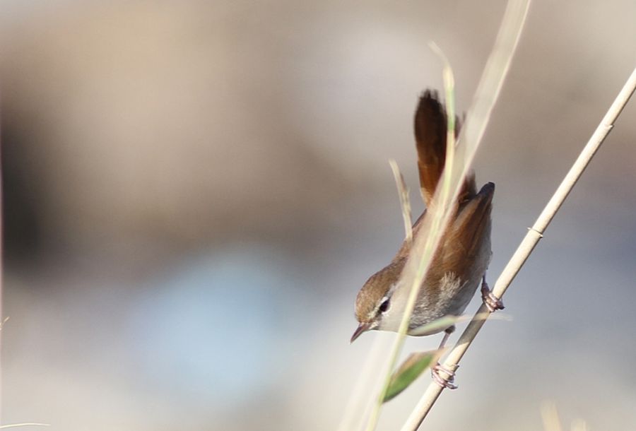 Cetti`s Warbler