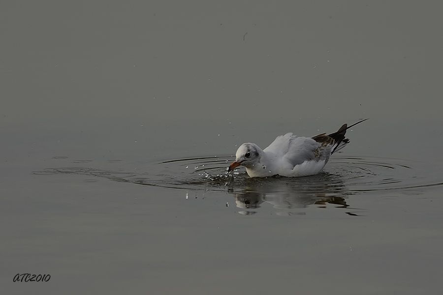 Black-headed Gull