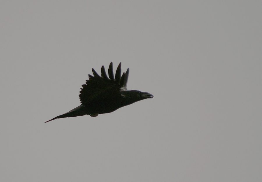 Northern Raven