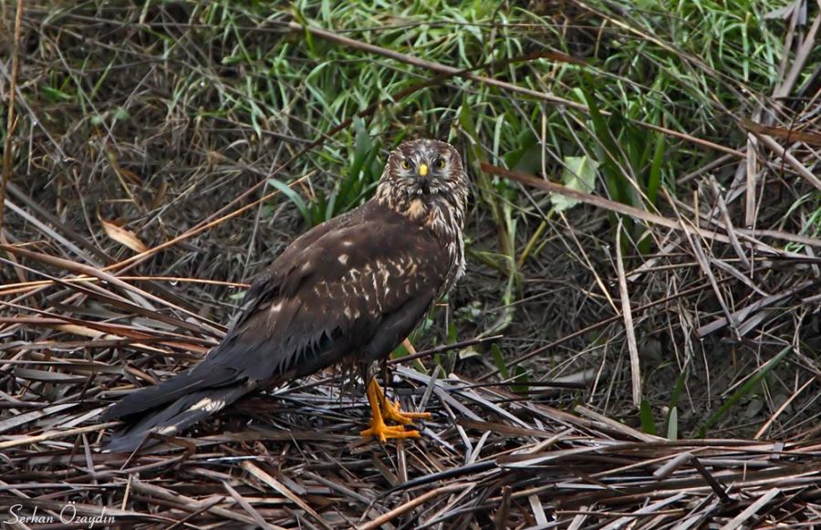 Hen Harrier