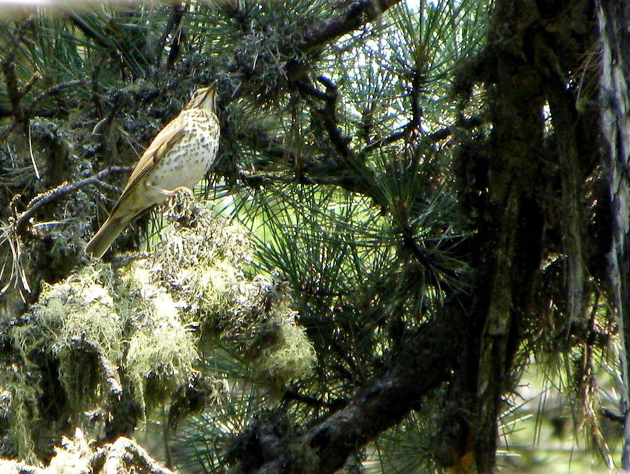 Song Thrush