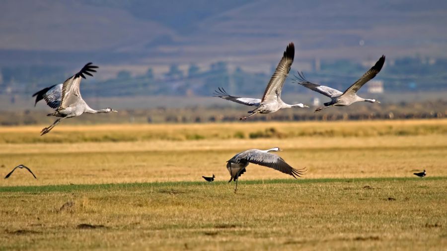 Common Crane