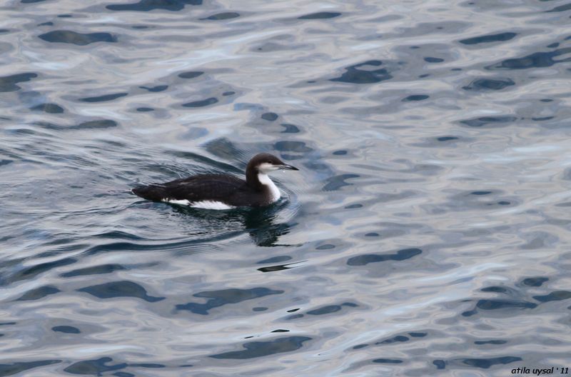 Black-throated Loon