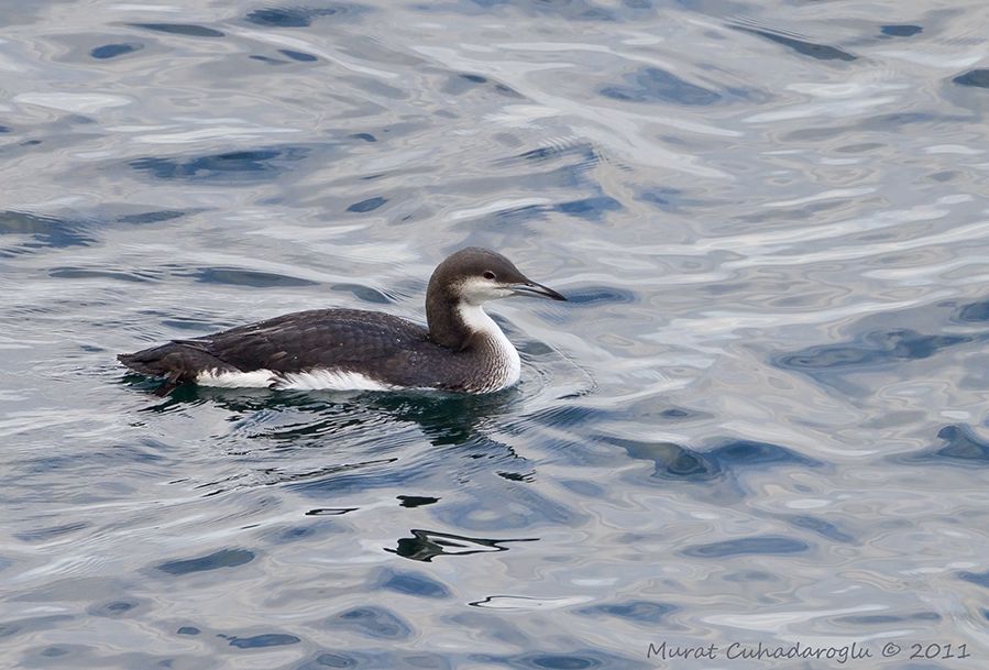 Black-throated Loon