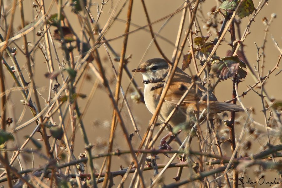 Cetti`s Warbler