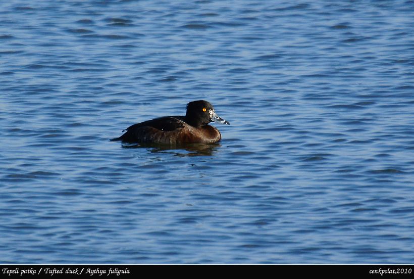 Tufted Duck