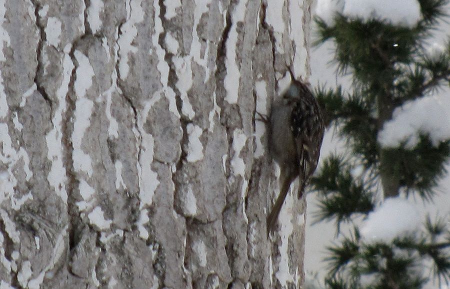 Short-toed Treecreeper