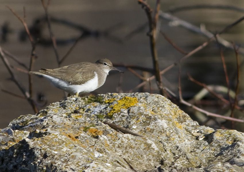 Common Sandpiper