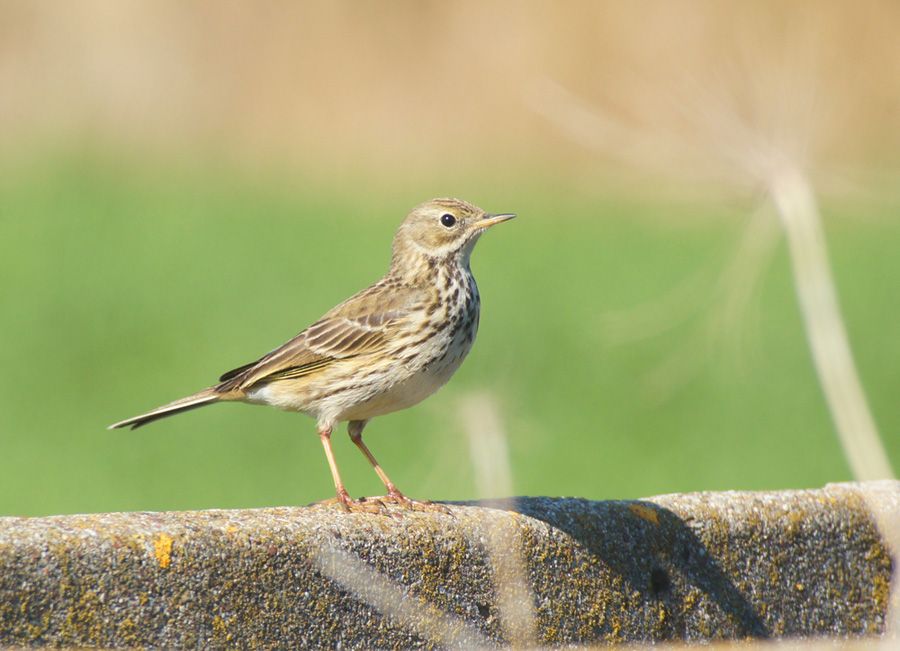 Meadow Pipit
