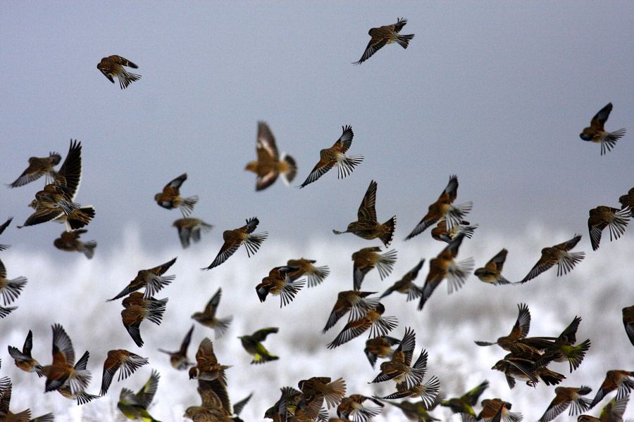 Common Linnet
