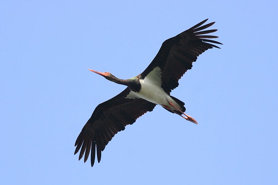 Black Stork