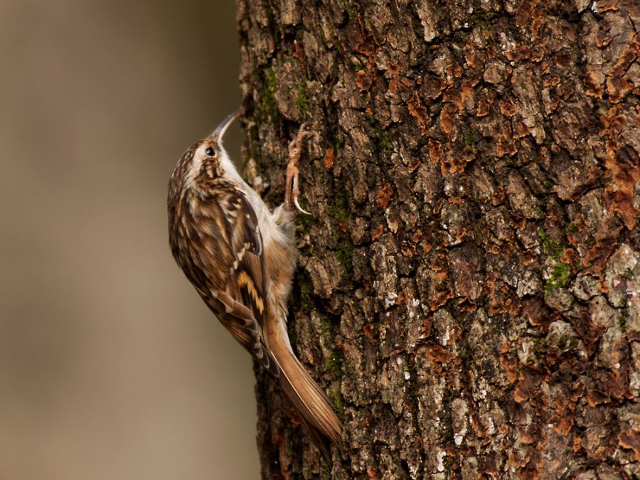 Short-toed Treecreeper