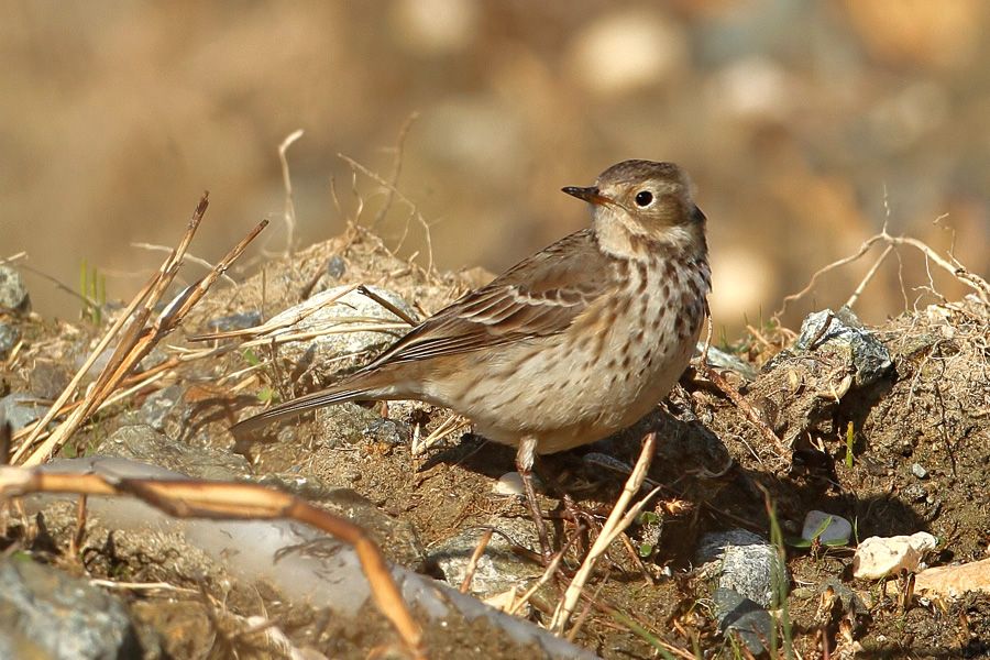 Buff-bellied Pipit