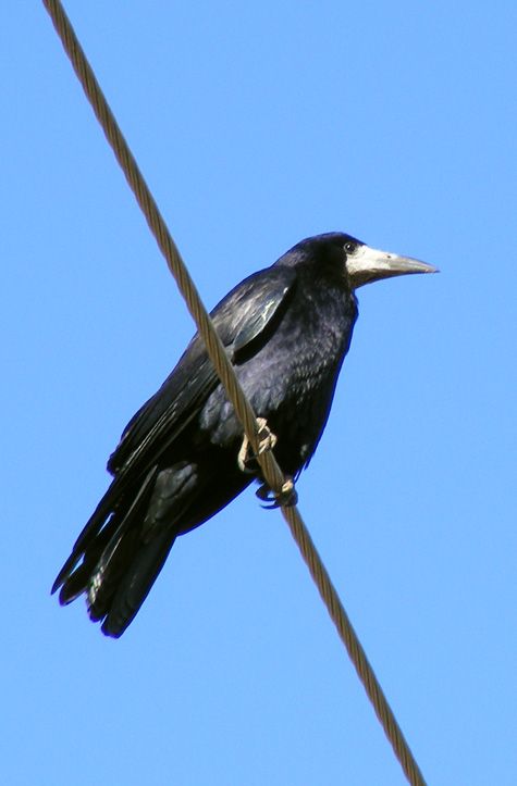 Rook
