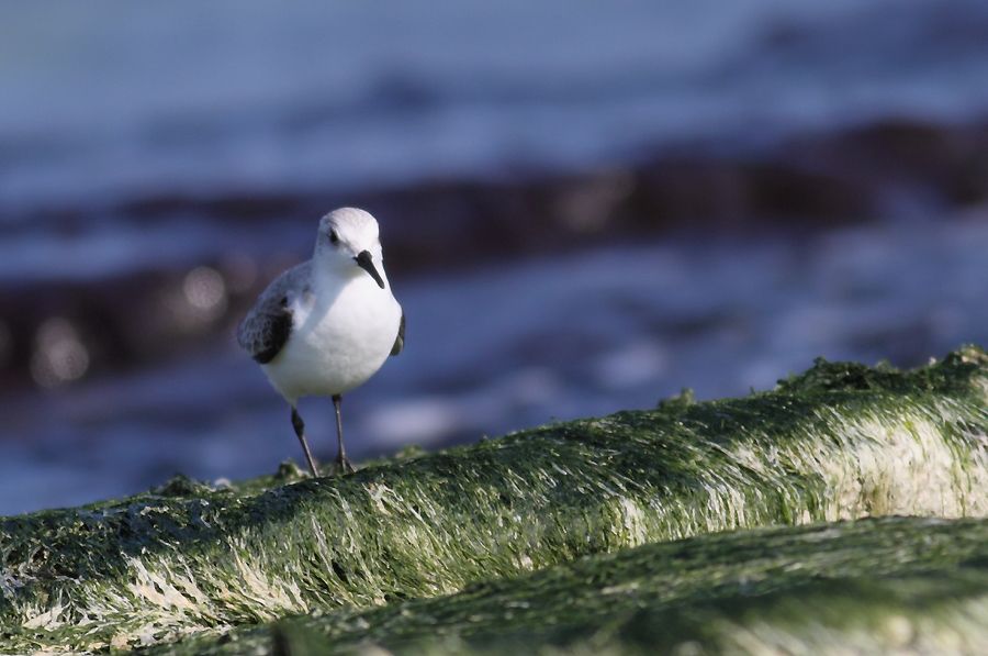 Sanderling