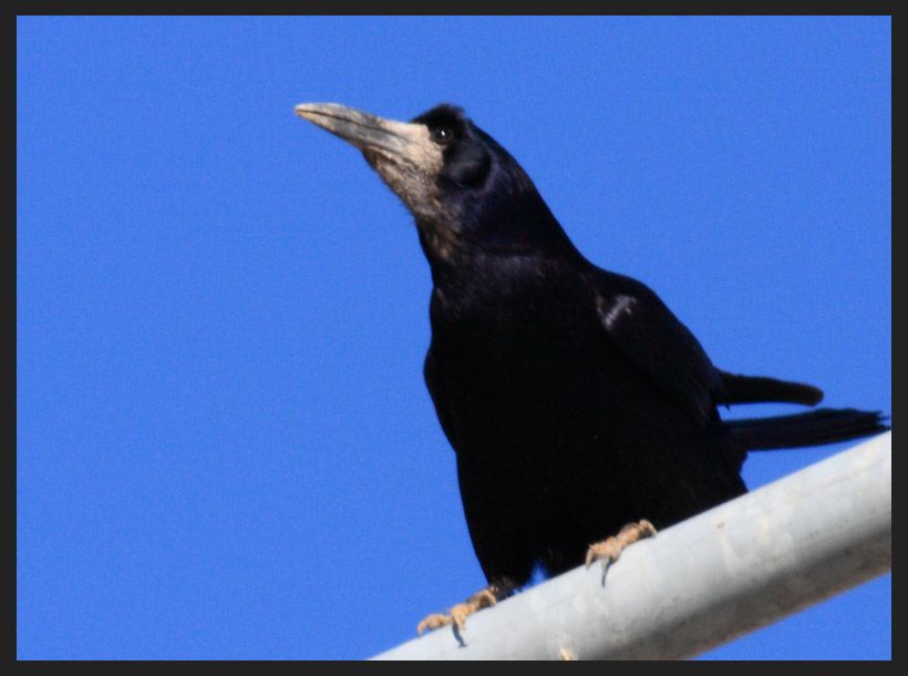 Rook