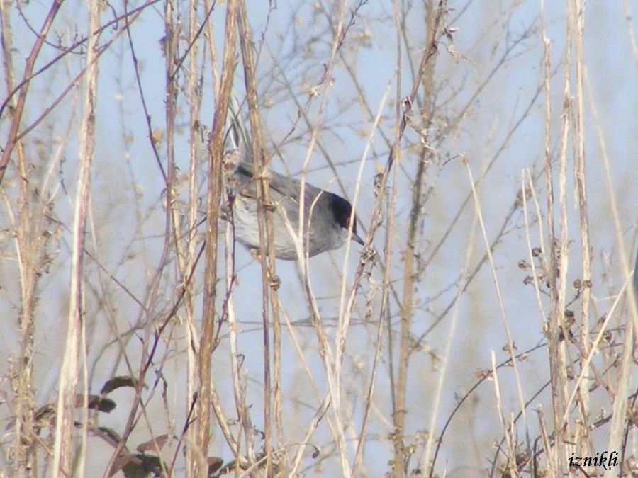 Sardinian Warbler