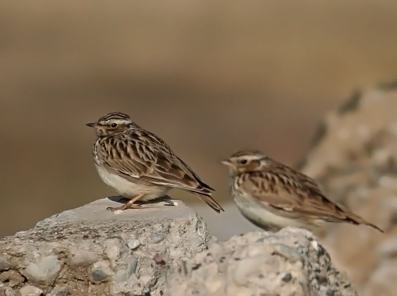Woodlark