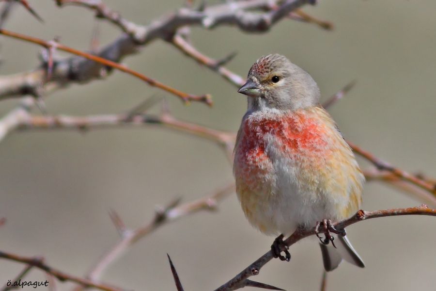 Common Linnet