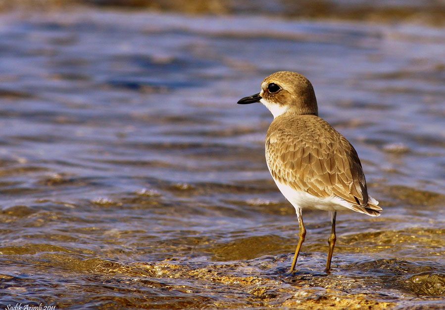 Greater Sand Plover