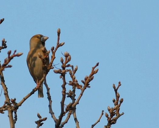 Hawfinch