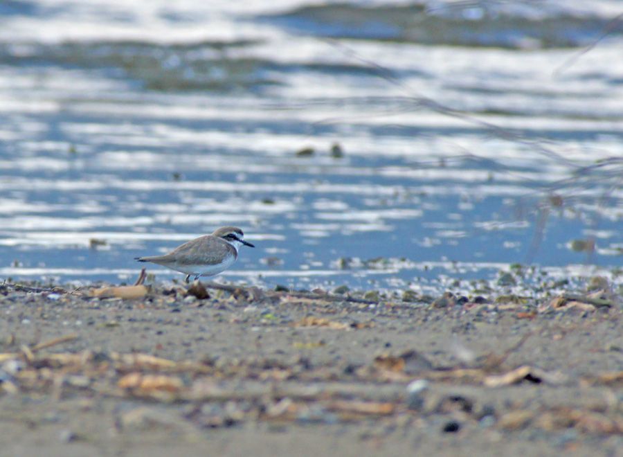 Kentish Plover