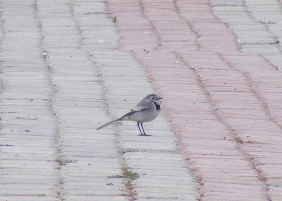 White Wagtail