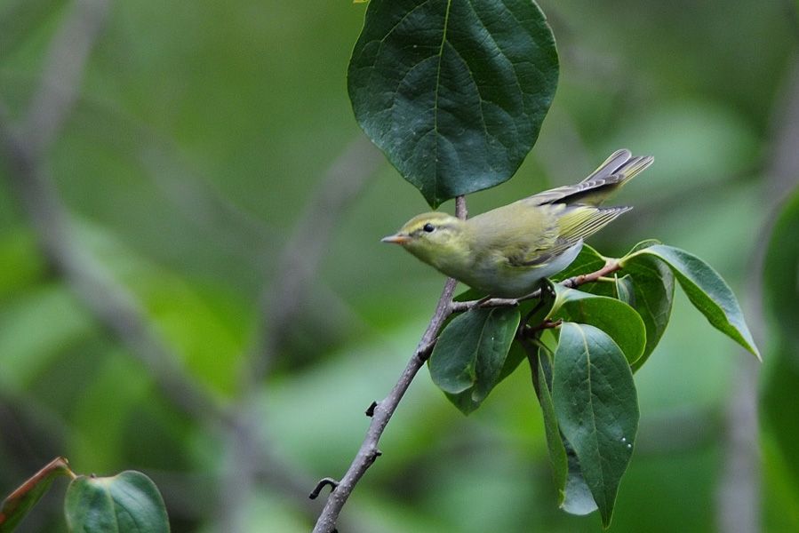 Wood Warbler