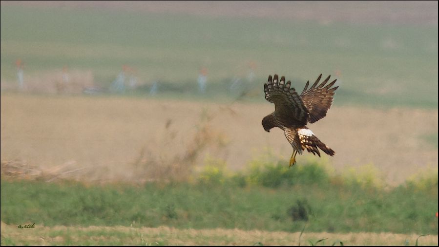 Hen Harrier