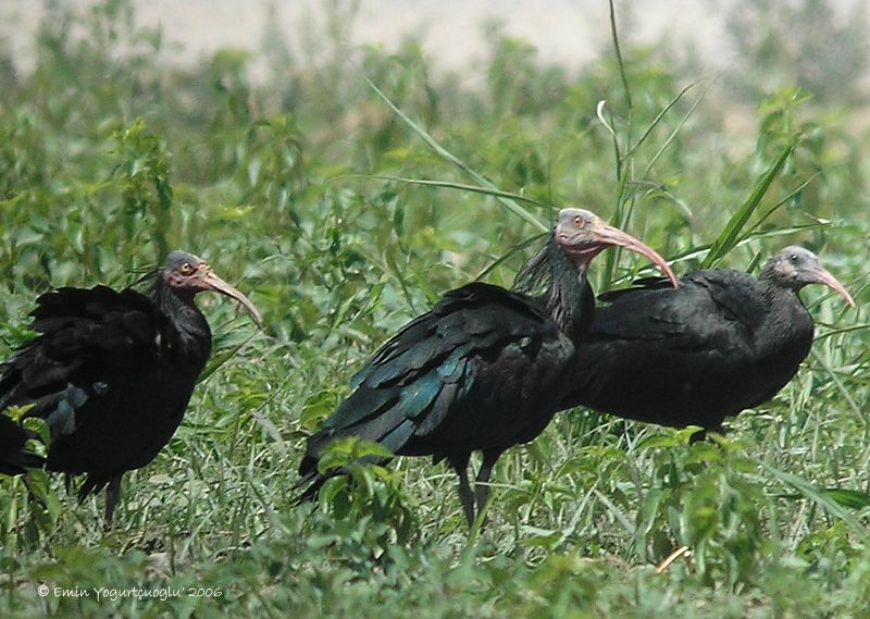 Northern Bald Ibis