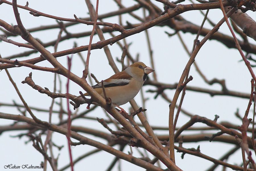 Hawfinch