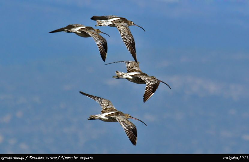 Eurasian Curlew
