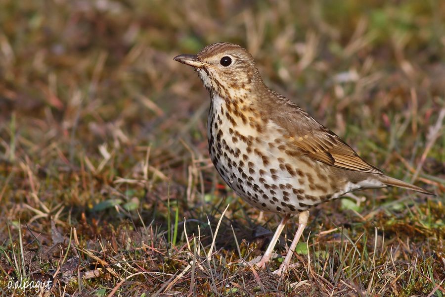 Song Thrush