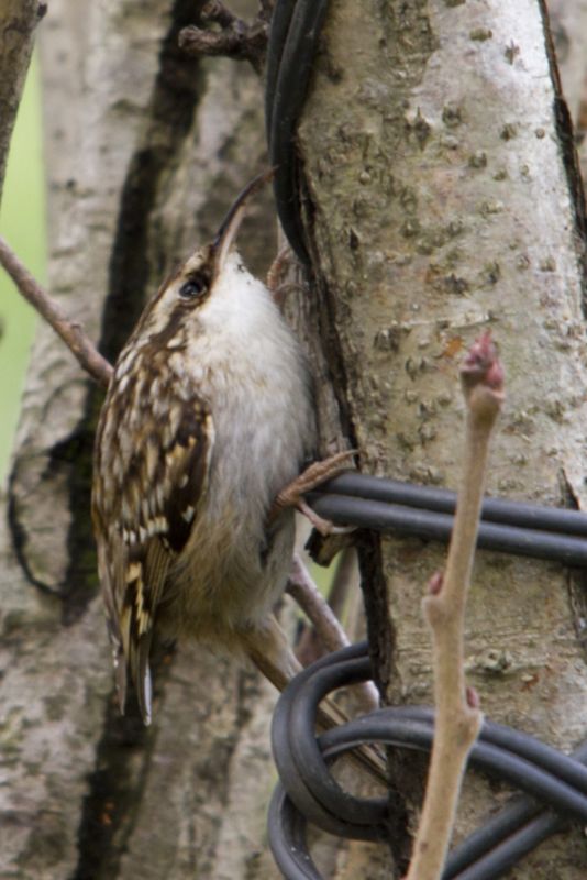 Short-toed Treecreeper