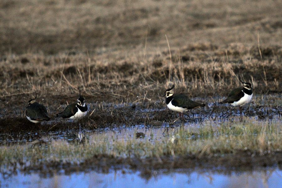 Northern Lapwing