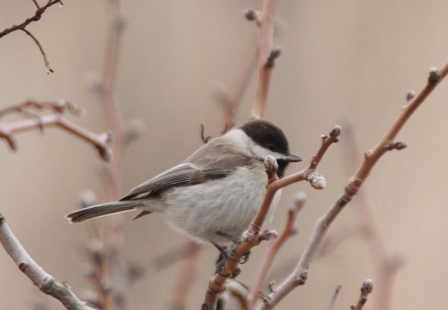 Sombre Tit