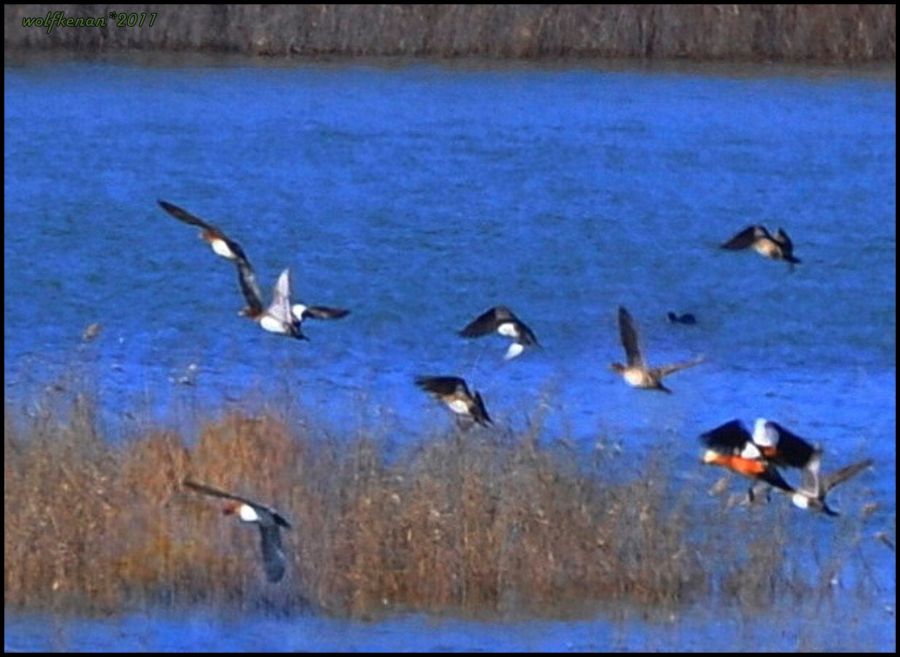 Eurasian Wigeon