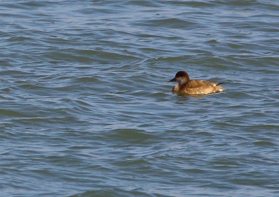 Red-crested Pochard