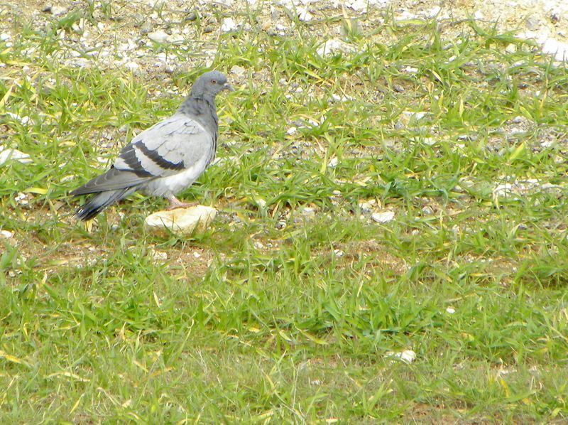 Rock Dove