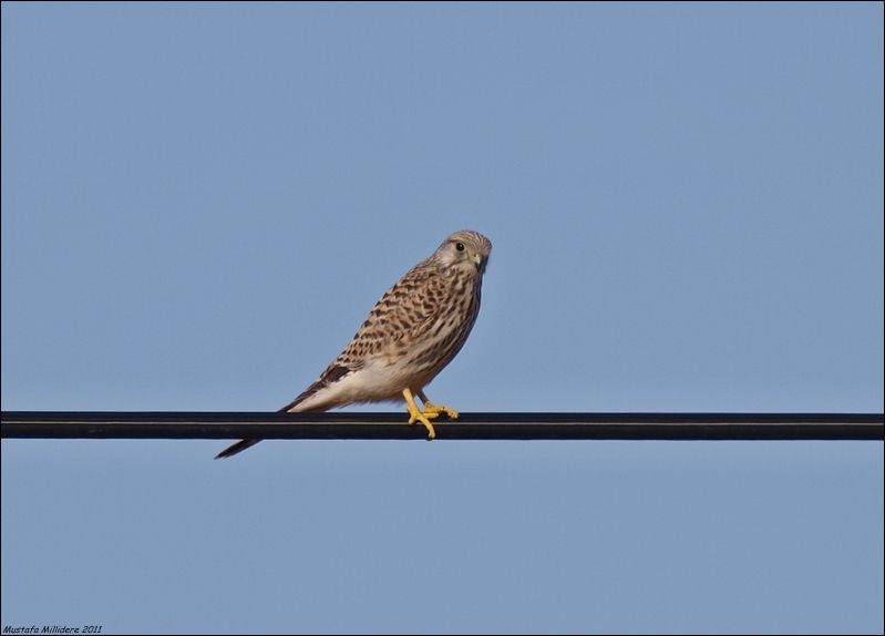 Common Kestrel