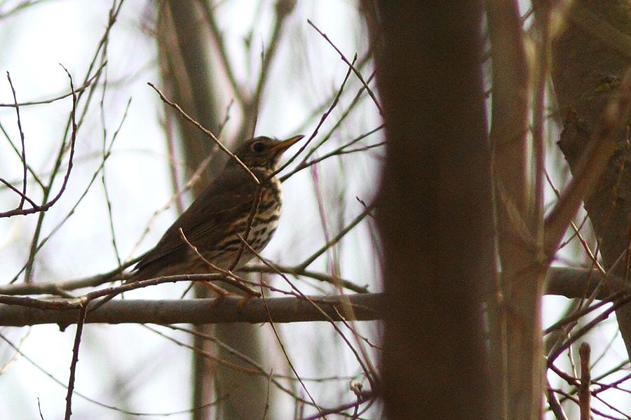 Song Thrush