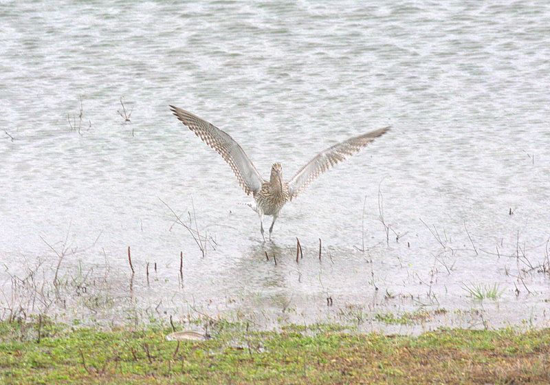 Eurasian Curlew