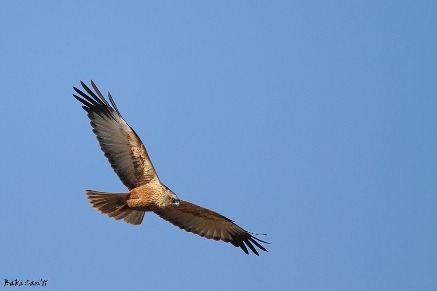 Western Marsh Harrier