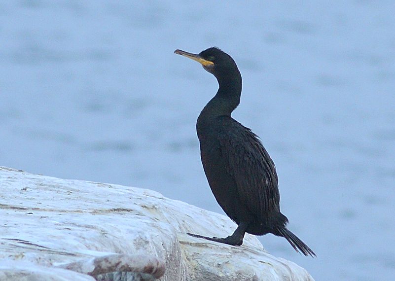 European Shag