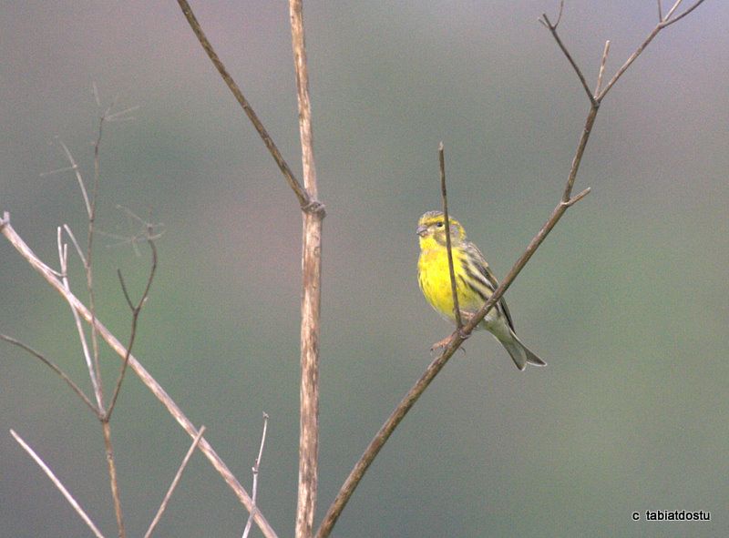 European Serin